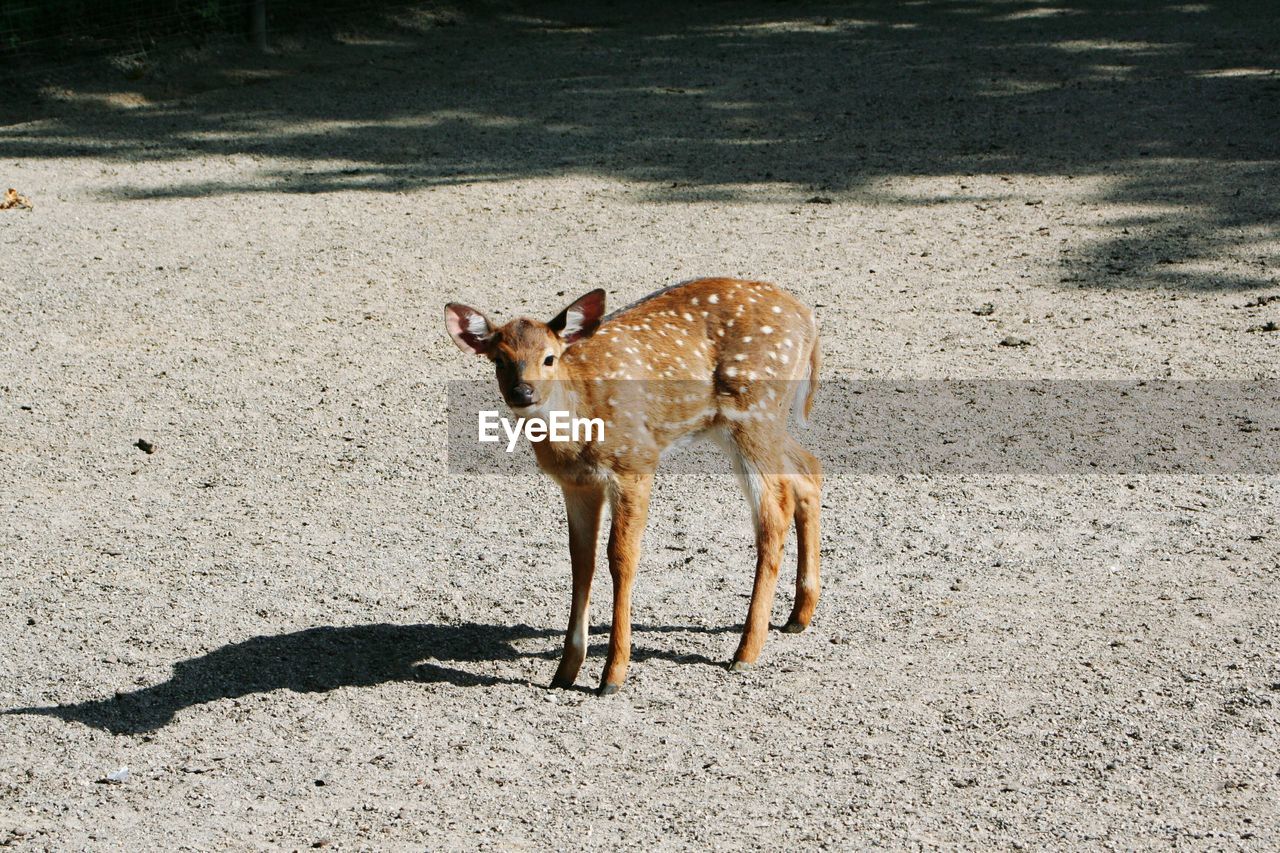 Portrait of deer 