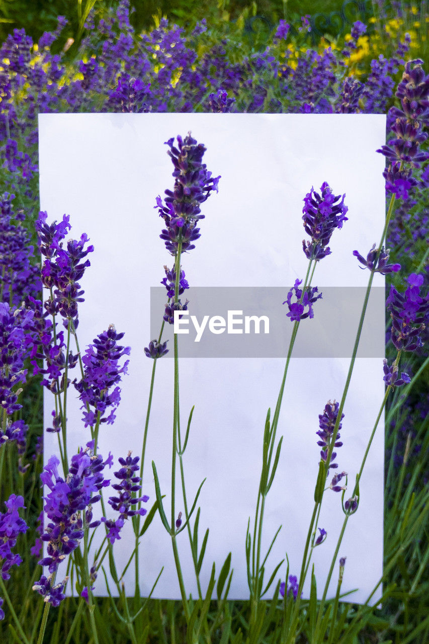 plant, flower, flowering plant, purple, freshness, beauty in nature, nature, growth, fragility, lavender, wildflower, no people, meadow, day, outdoors, close-up, blossom, flower head, grass, springtime, inflorescence, petal, botany, field, flowerbed