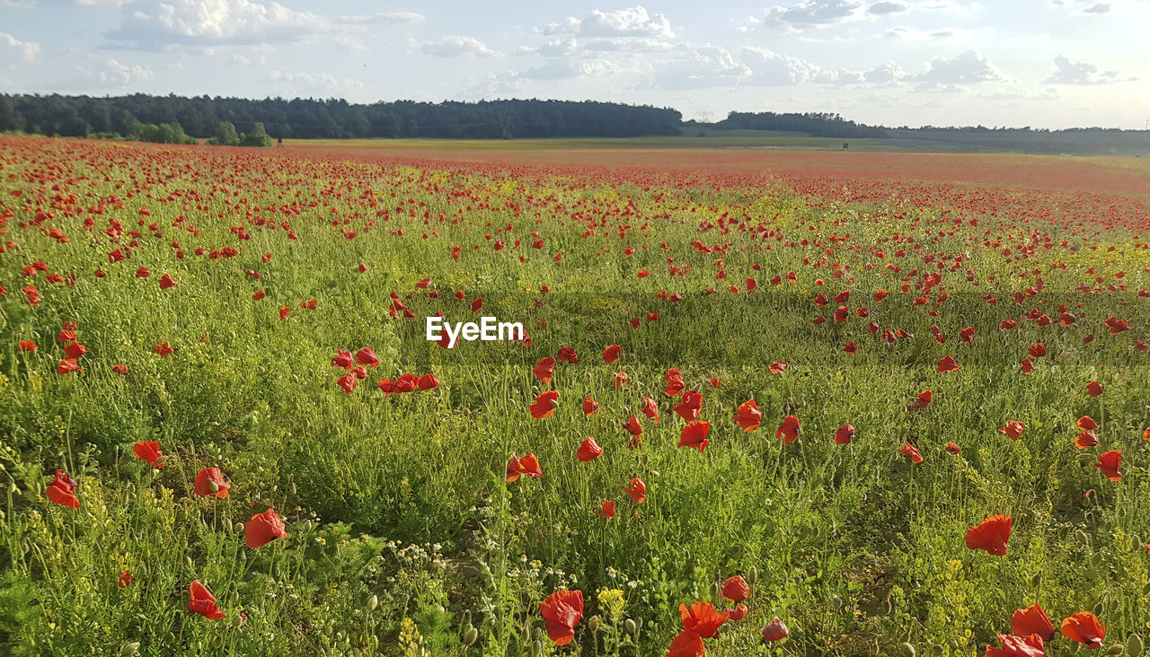 SCENIC VIEW OF POPPY FIELD