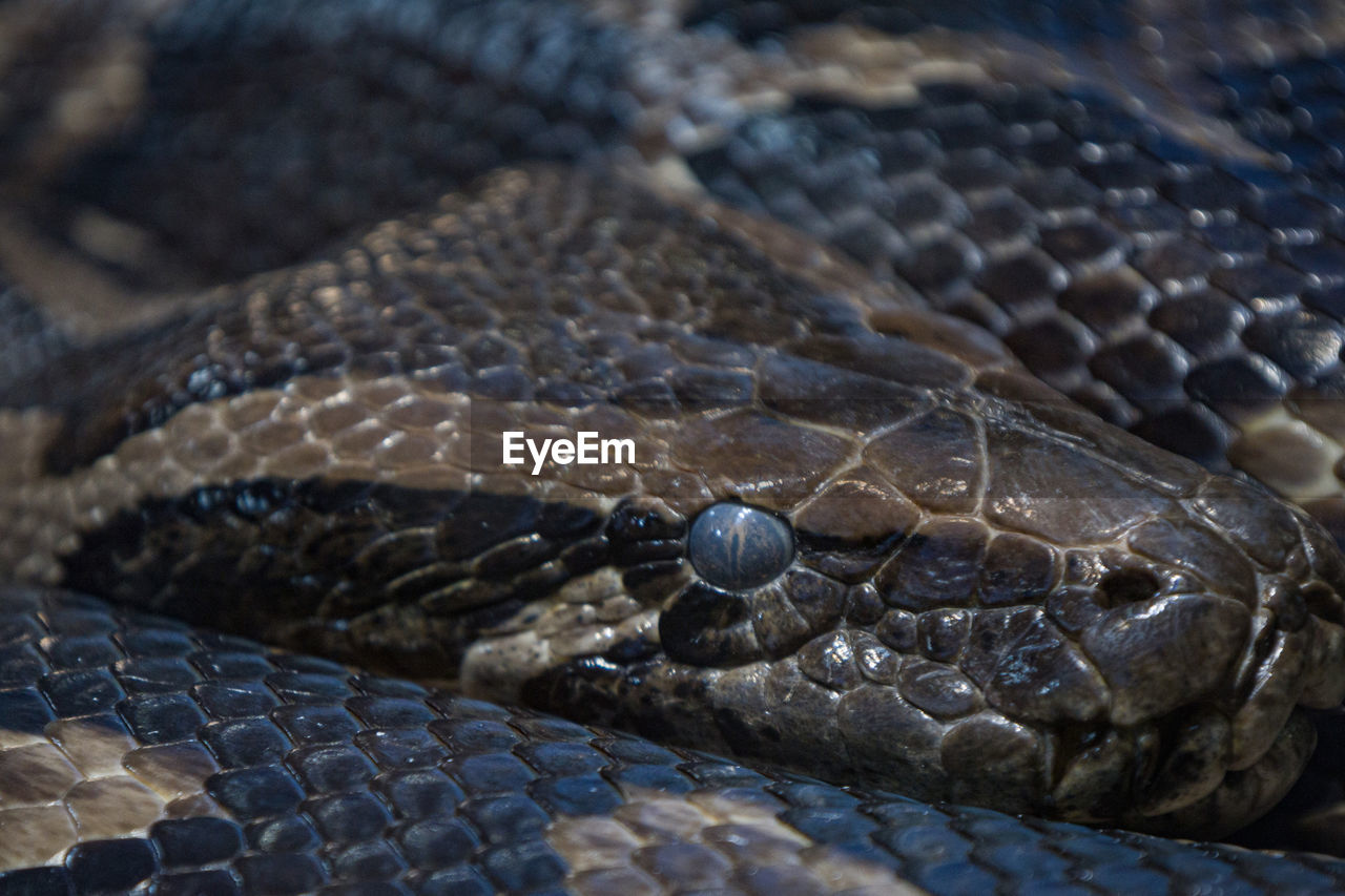 animal themes, animal, snake, one animal, reptile, animal wildlife, animal body part, wildlife, close-up, animal scale, no people, serpent, viper, animal head, sign, warning sign, poisonous, communication, curled up, nature, animal skin, animal eye, day, outdoors, eye