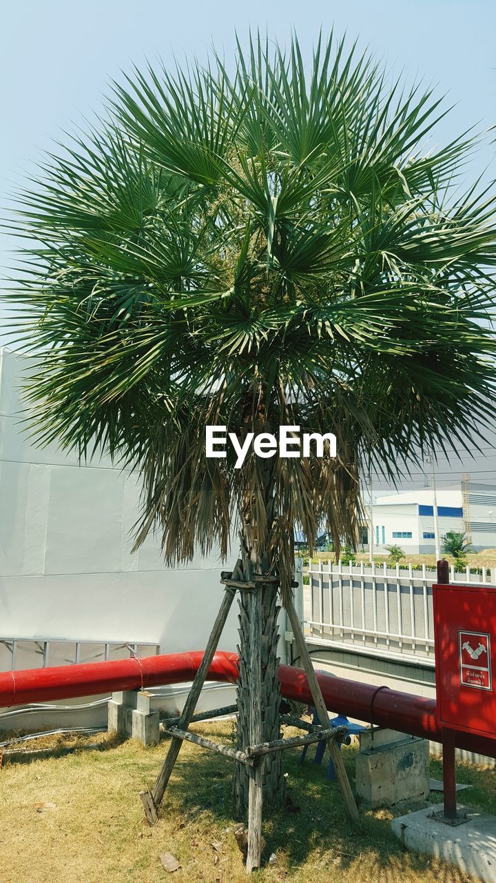 COCONUT PALM TREE