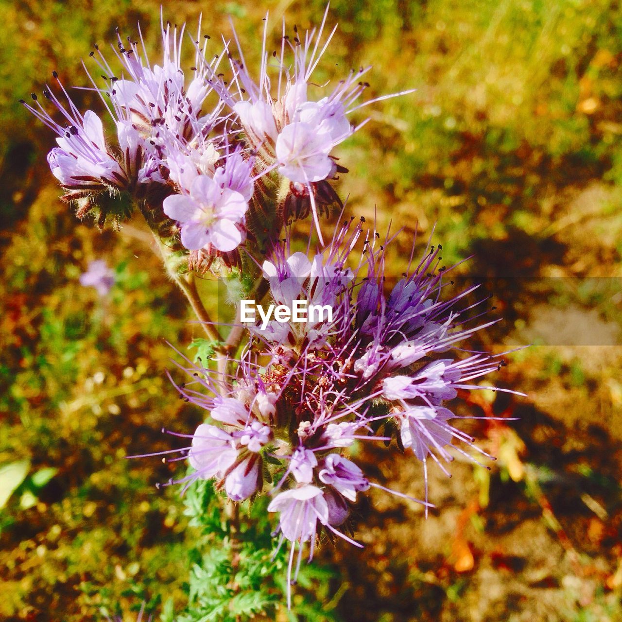 CLOSE-UP OF PURPLE FLOWER