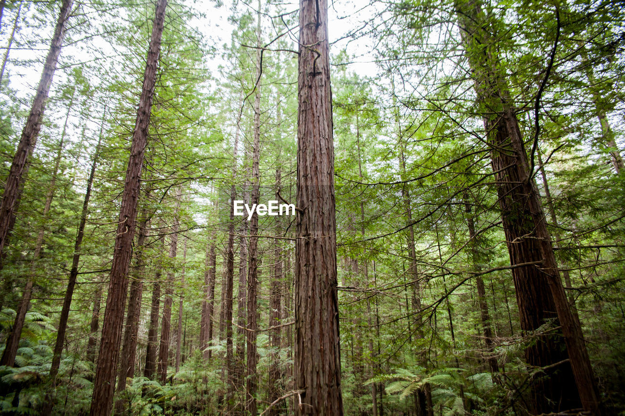 VIEW OF PINE TREES IN FOREST