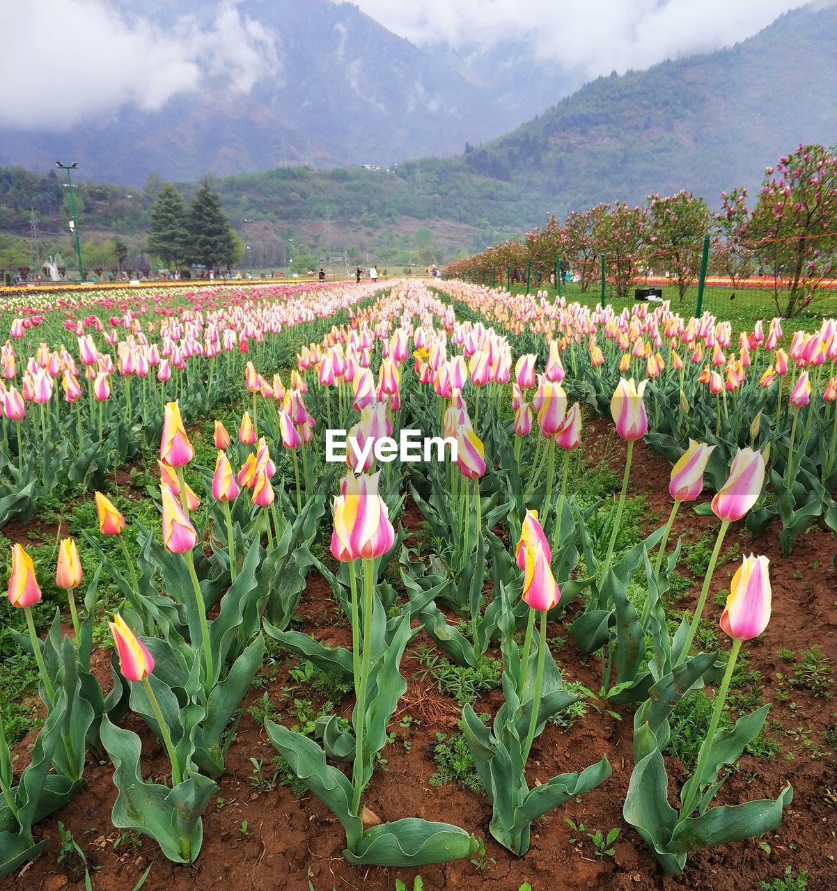 PINK TULIPS GROWING ON FIELD