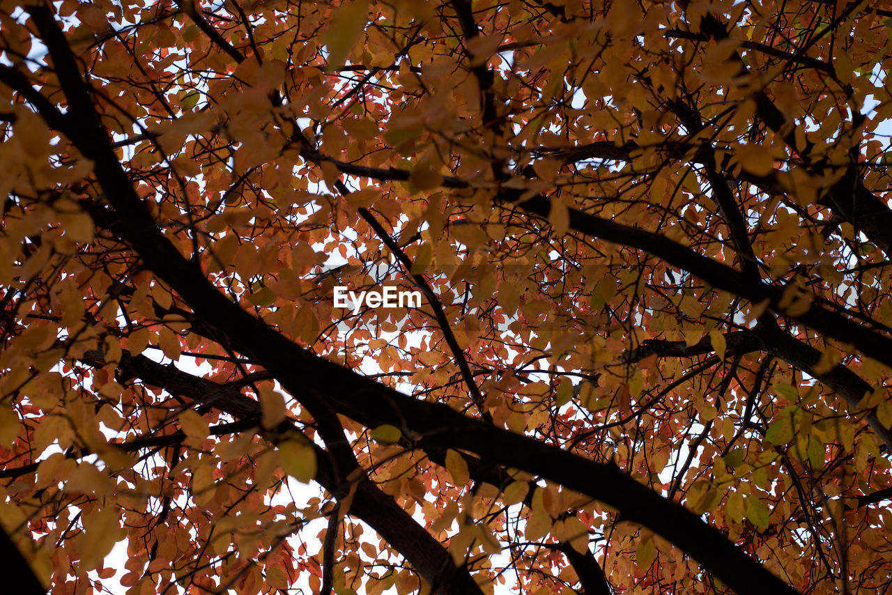 LOW ANGLE VIEW OF A TREE IN AUTUMN