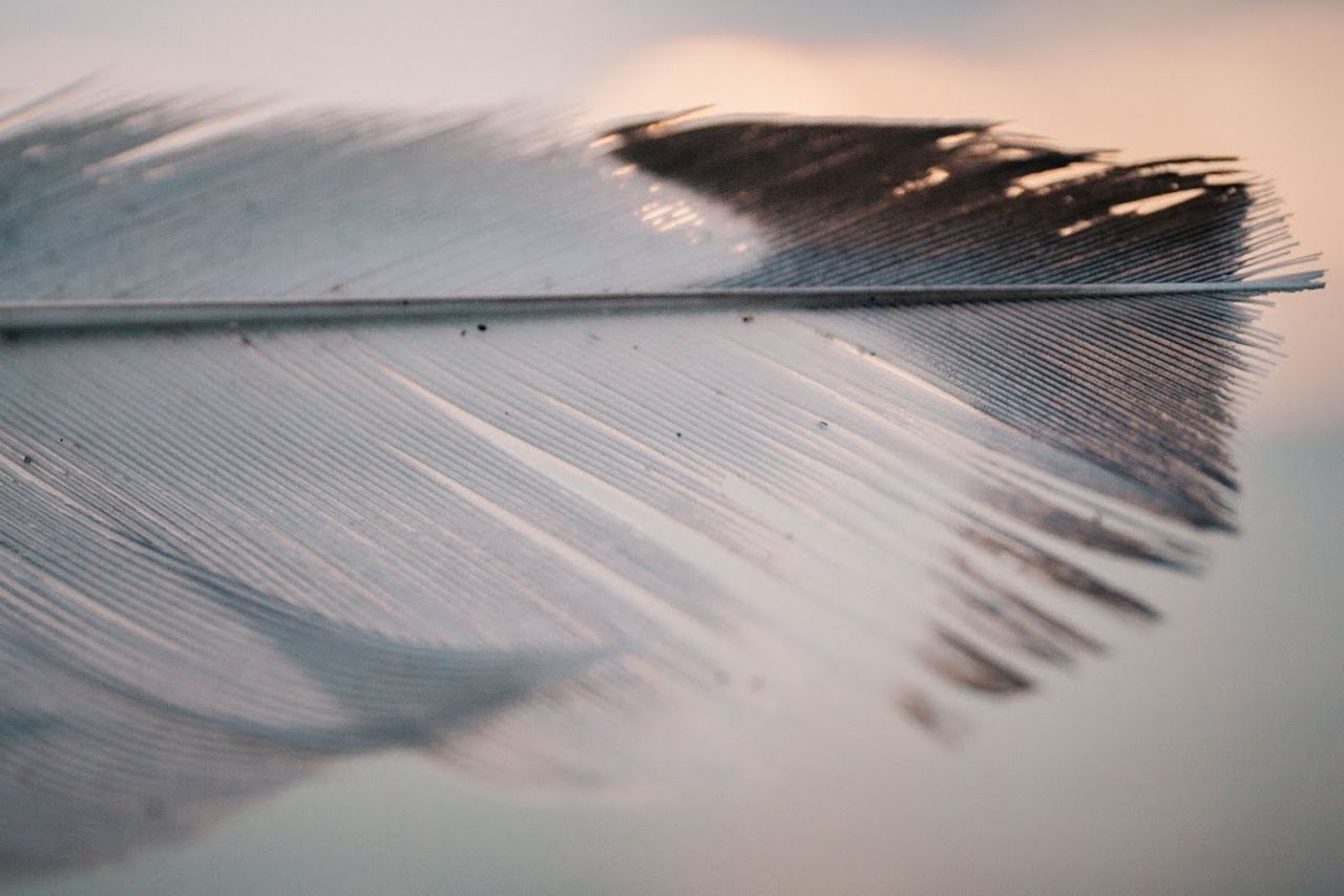 Close-up of feather during sunset