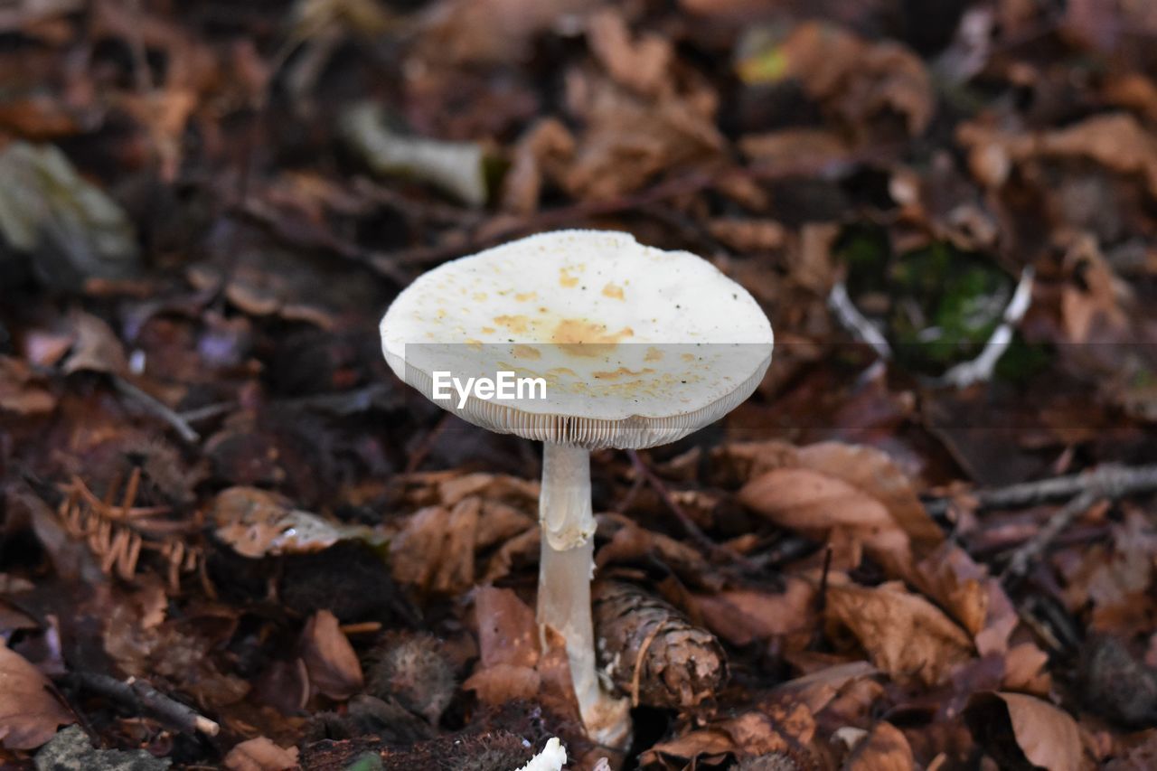 Close-up of mushroom in forest during autumn