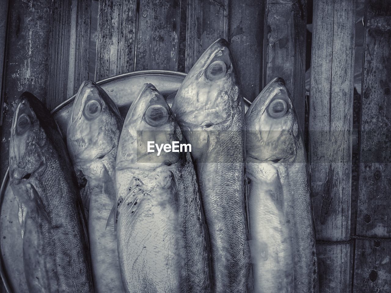 CLOSE-UP OF DEAD FISH ON WOOD AGAINST WALL