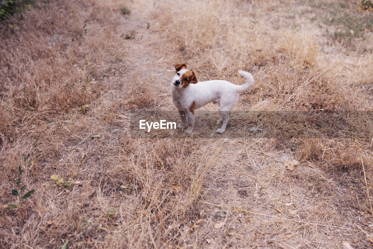 DOG STANDING ON FIELD