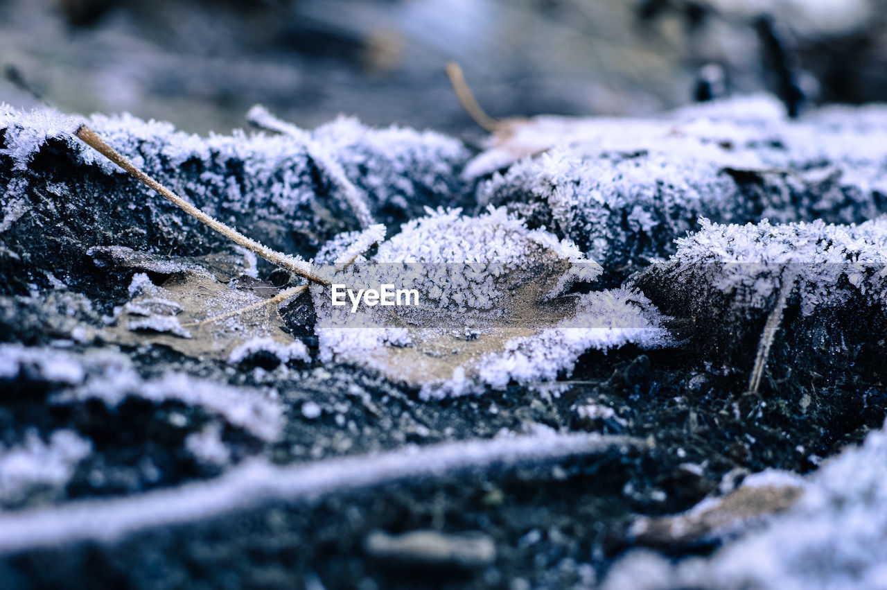 Close-up of dried leaves on snow covered field