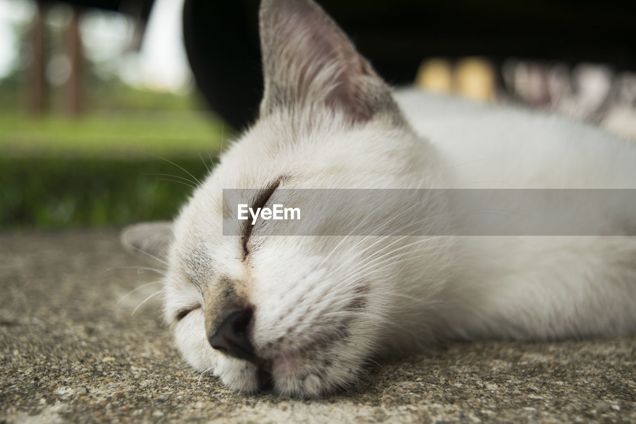 Close-up of white cat sleeping on footpath