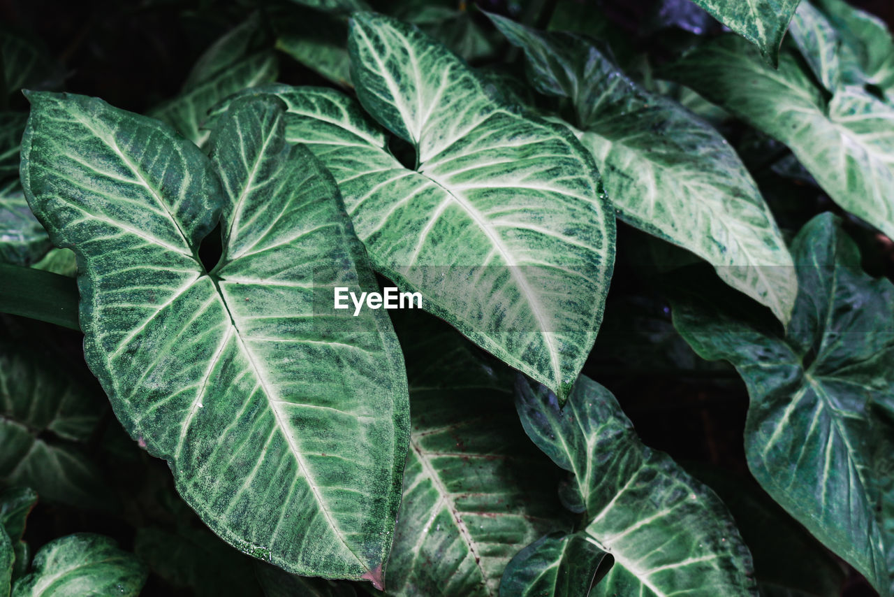 Close-up of fresh green leaves