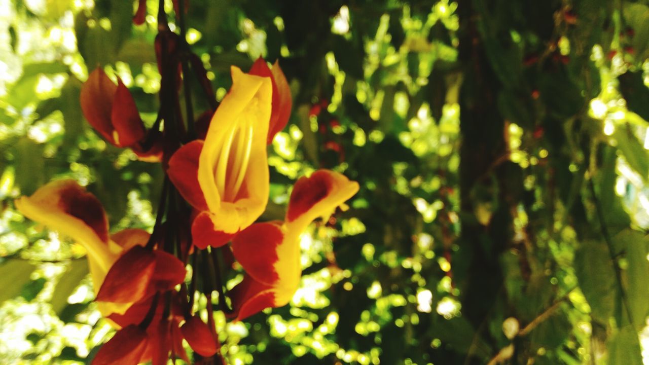 CLOSE-UP OF YELLOW FLOWERS BLOOMING