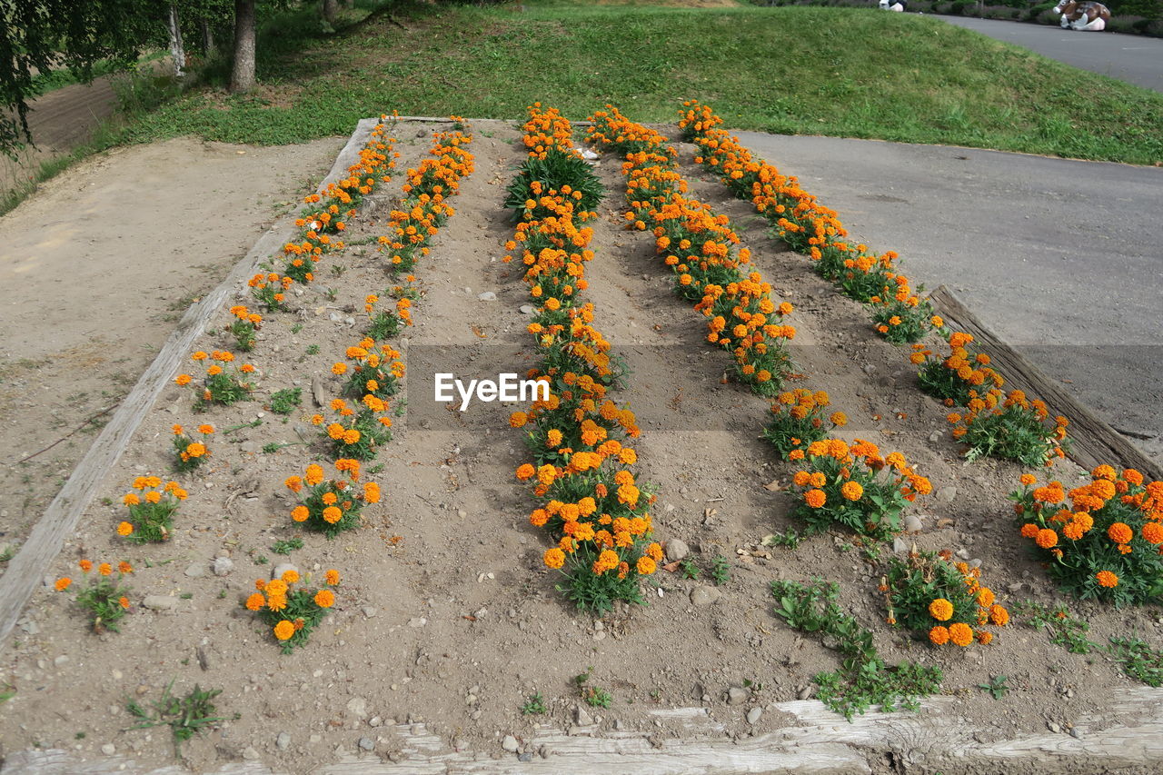 High angle view of orange flowers on field