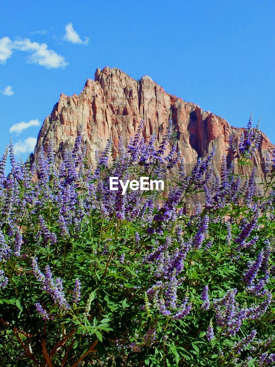 Low angle view of purple flowers against blue sky