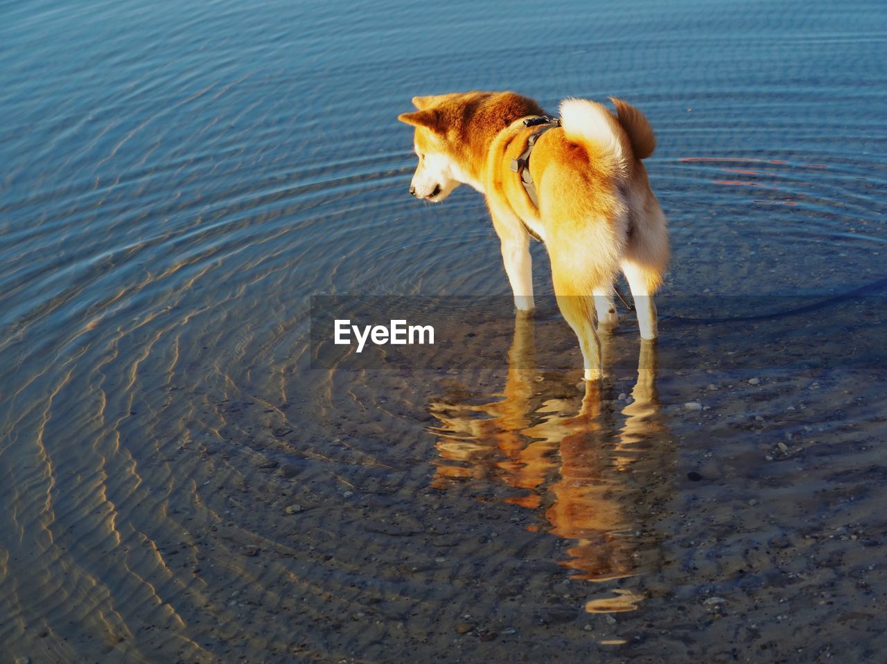 HIGH ANGLE VIEW OF DOG STANDING ON LAND