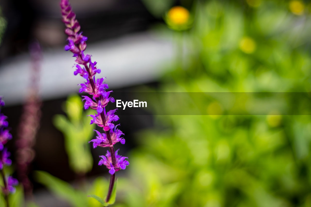 CLOSE-UP OF PURPLE FLOWERS