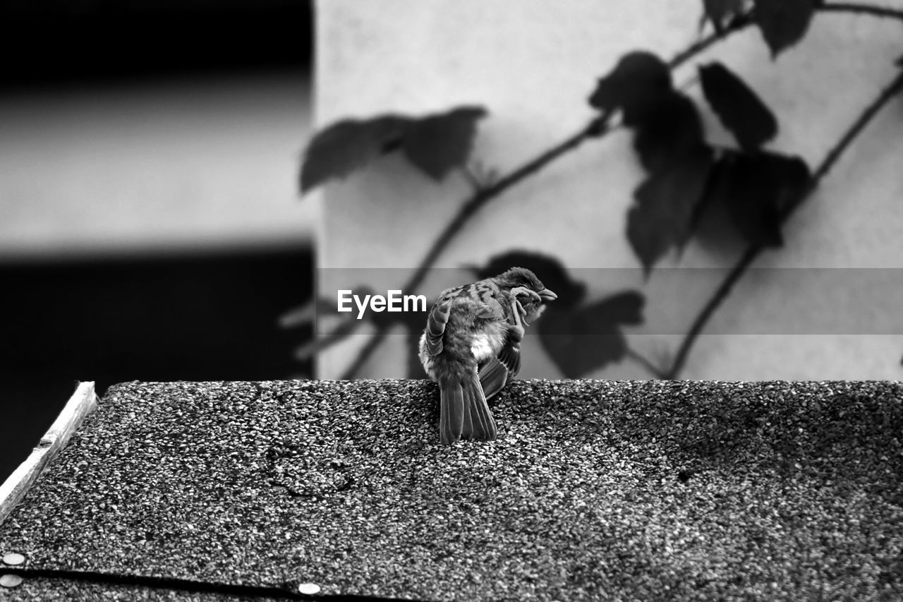 CLOSE-UP OF GRASSHOPPER ON RETAINING WALL