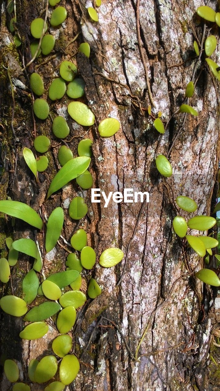 Plants growing on tree