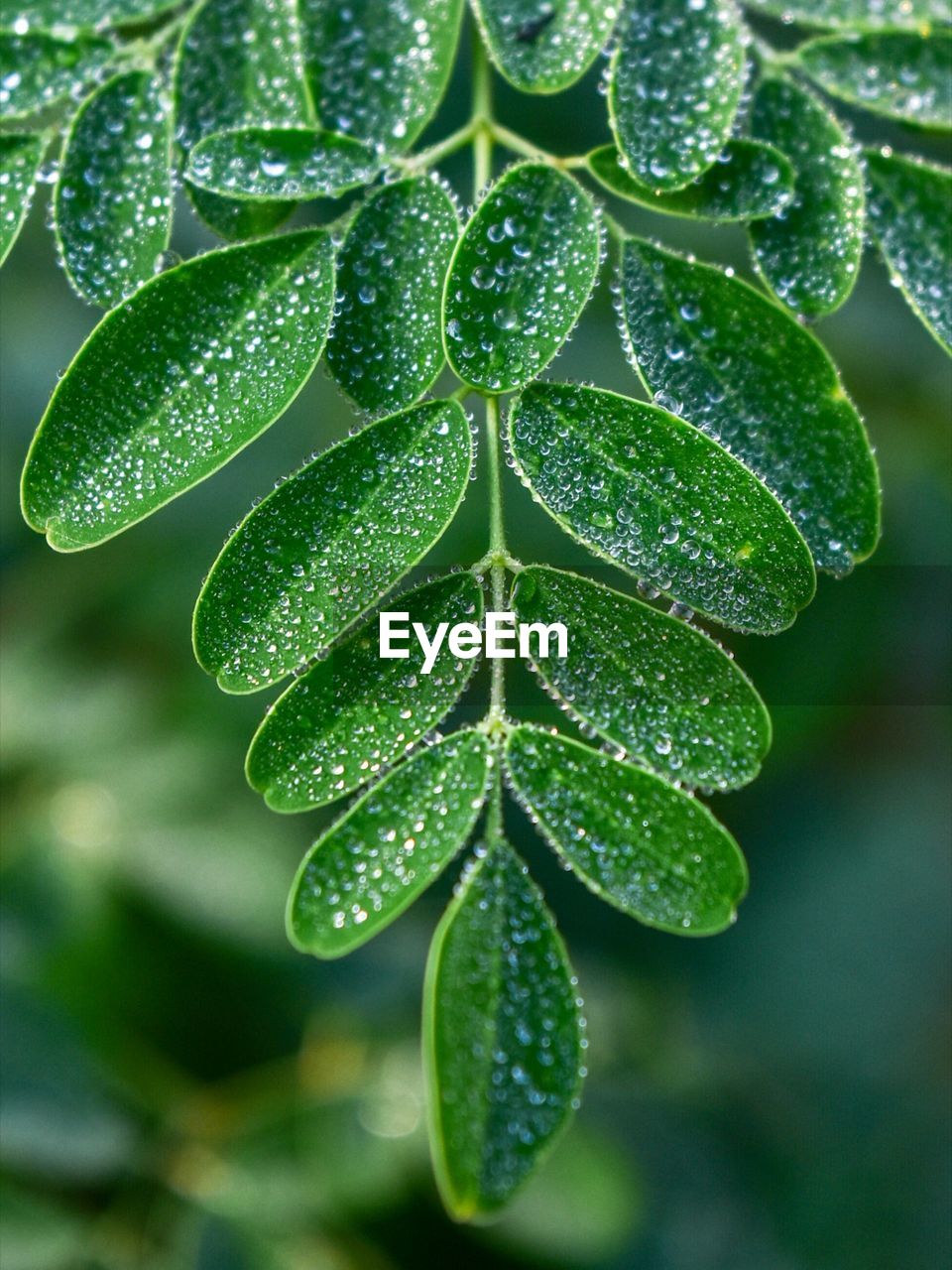 Close-up of wet plant