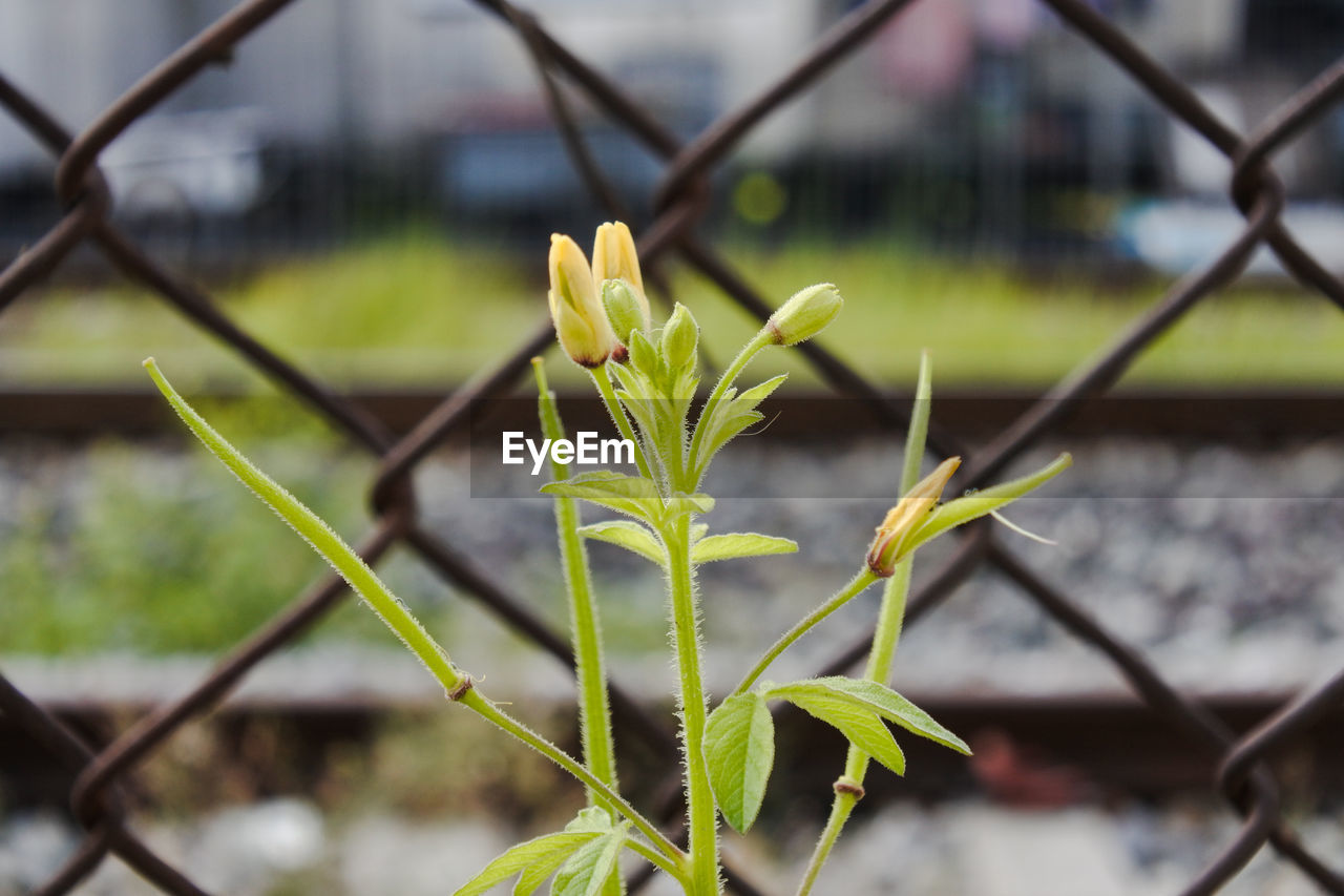 Close-up of plant growing outdoors