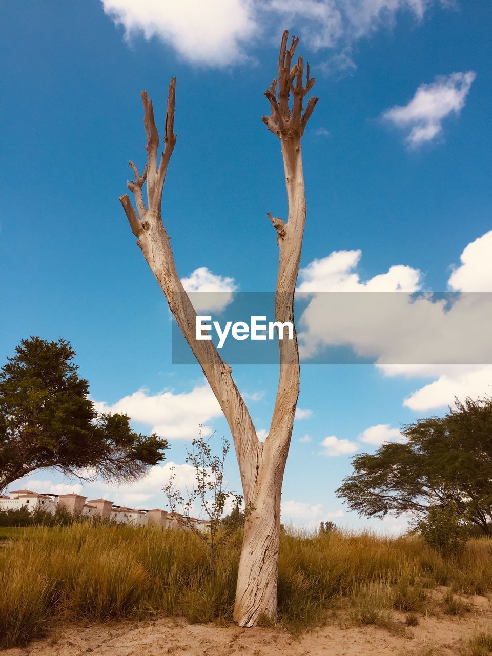 LOW ANGLE VIEW OF DEAD TREE ON FIELD