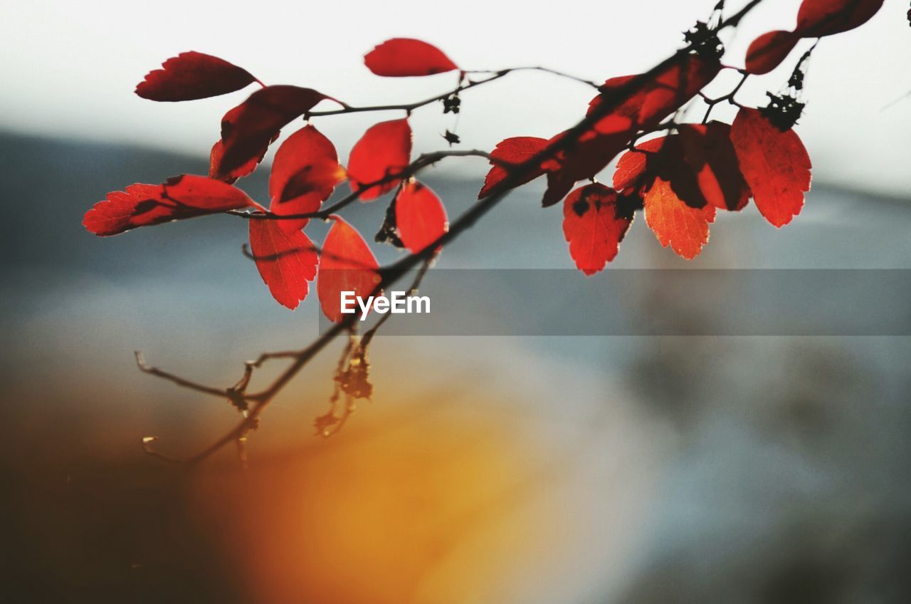 Close-up of red berries on plant against sky