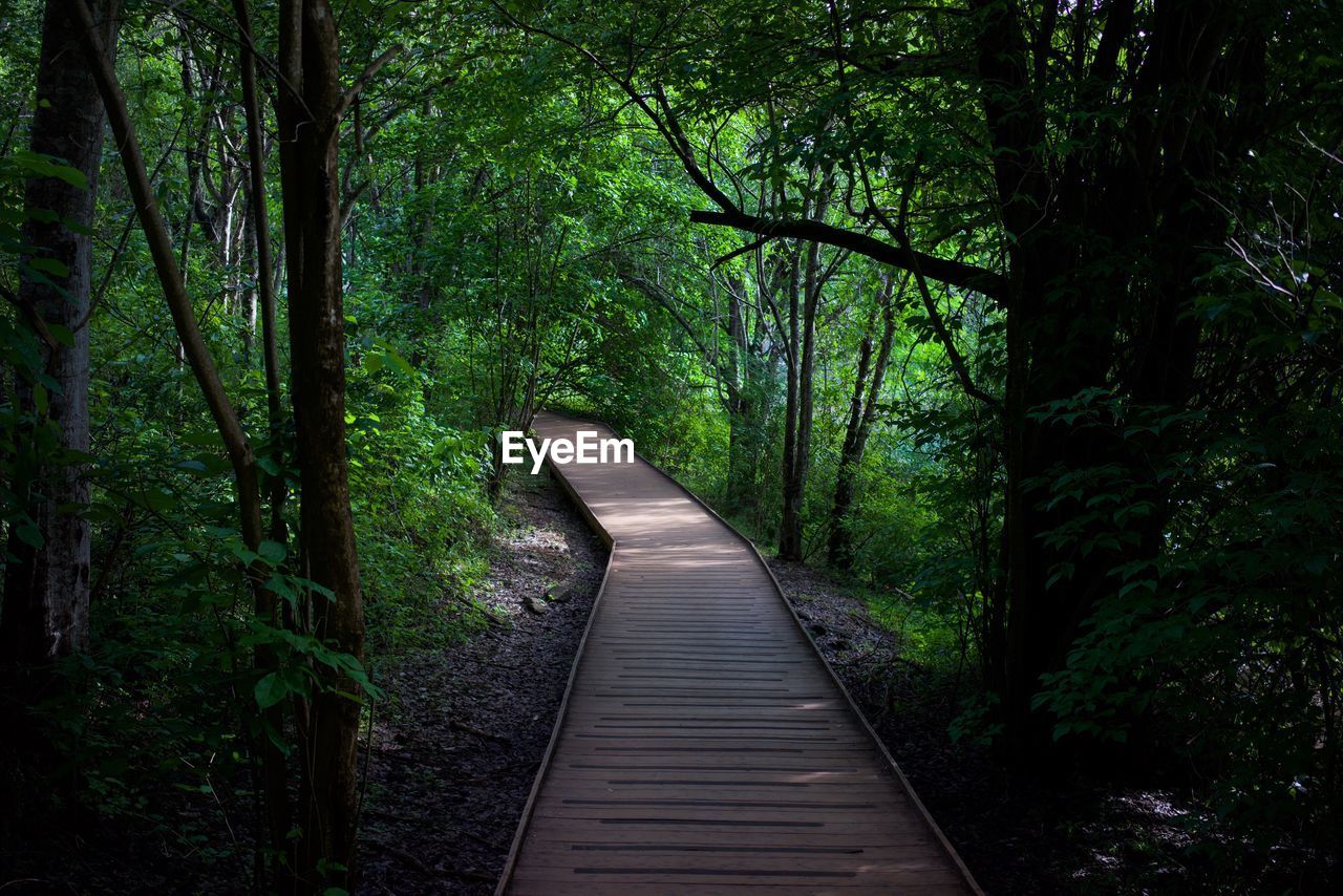 Footpath amidst trees in forest