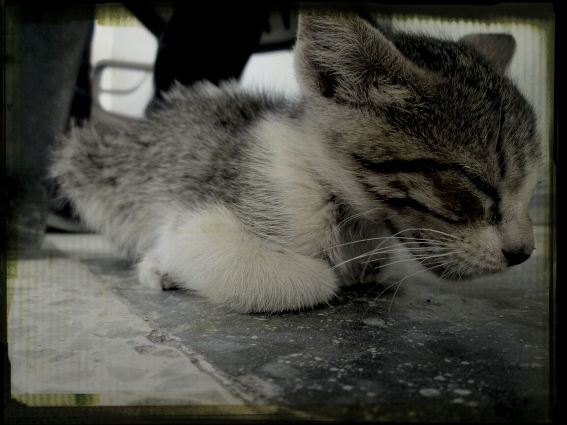 CLOSE-UP OF CAT RESTING