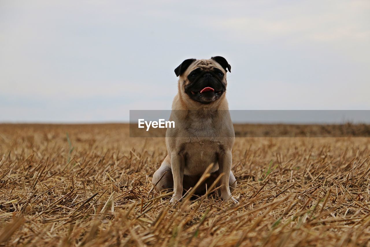 DOGS ON FIELD AGAINST SKY