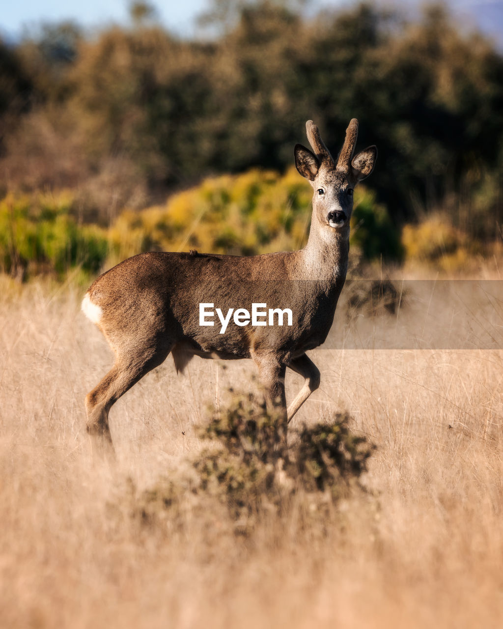Deer standing on field