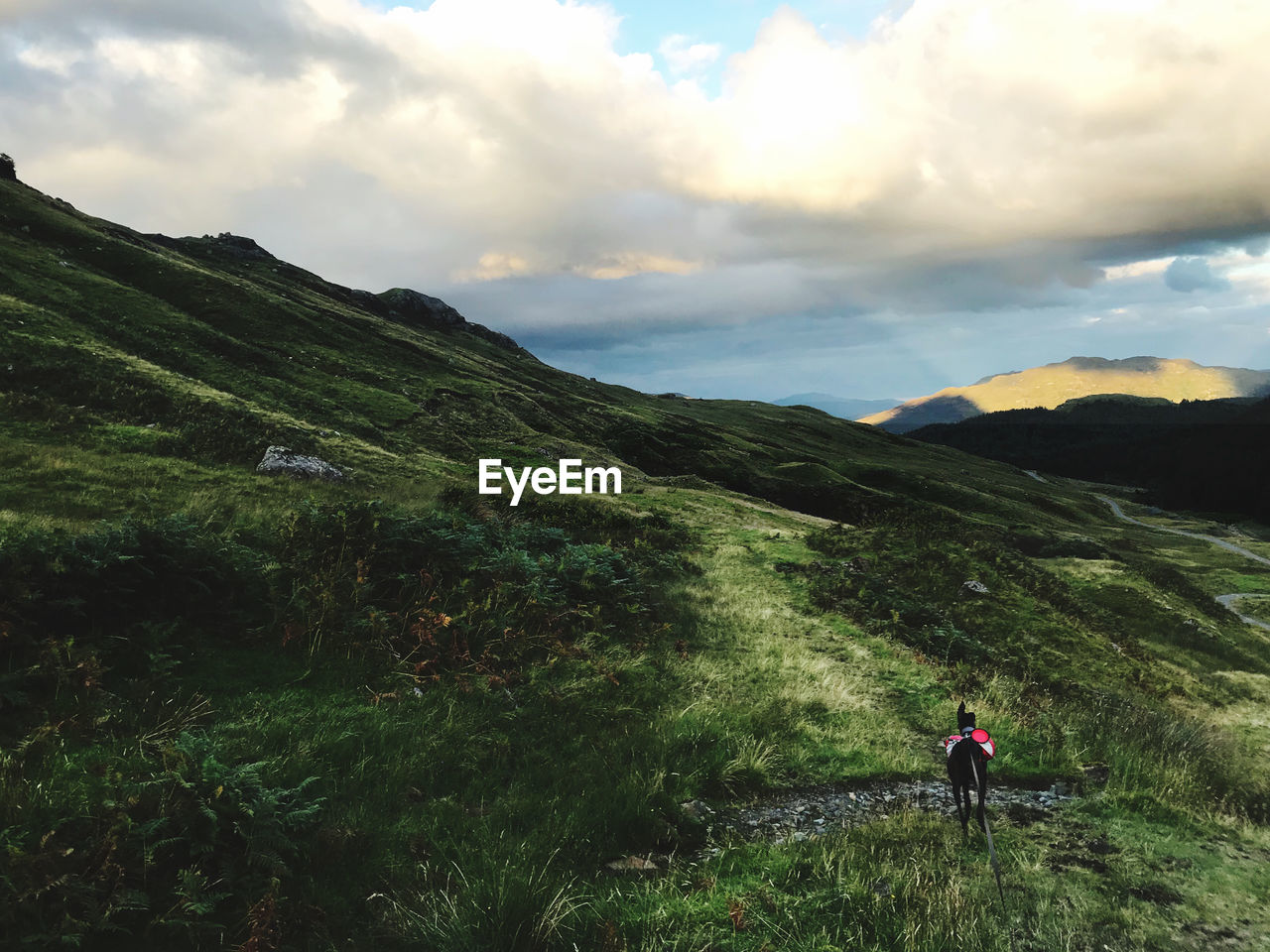 Rear view of dog on mountain against sky