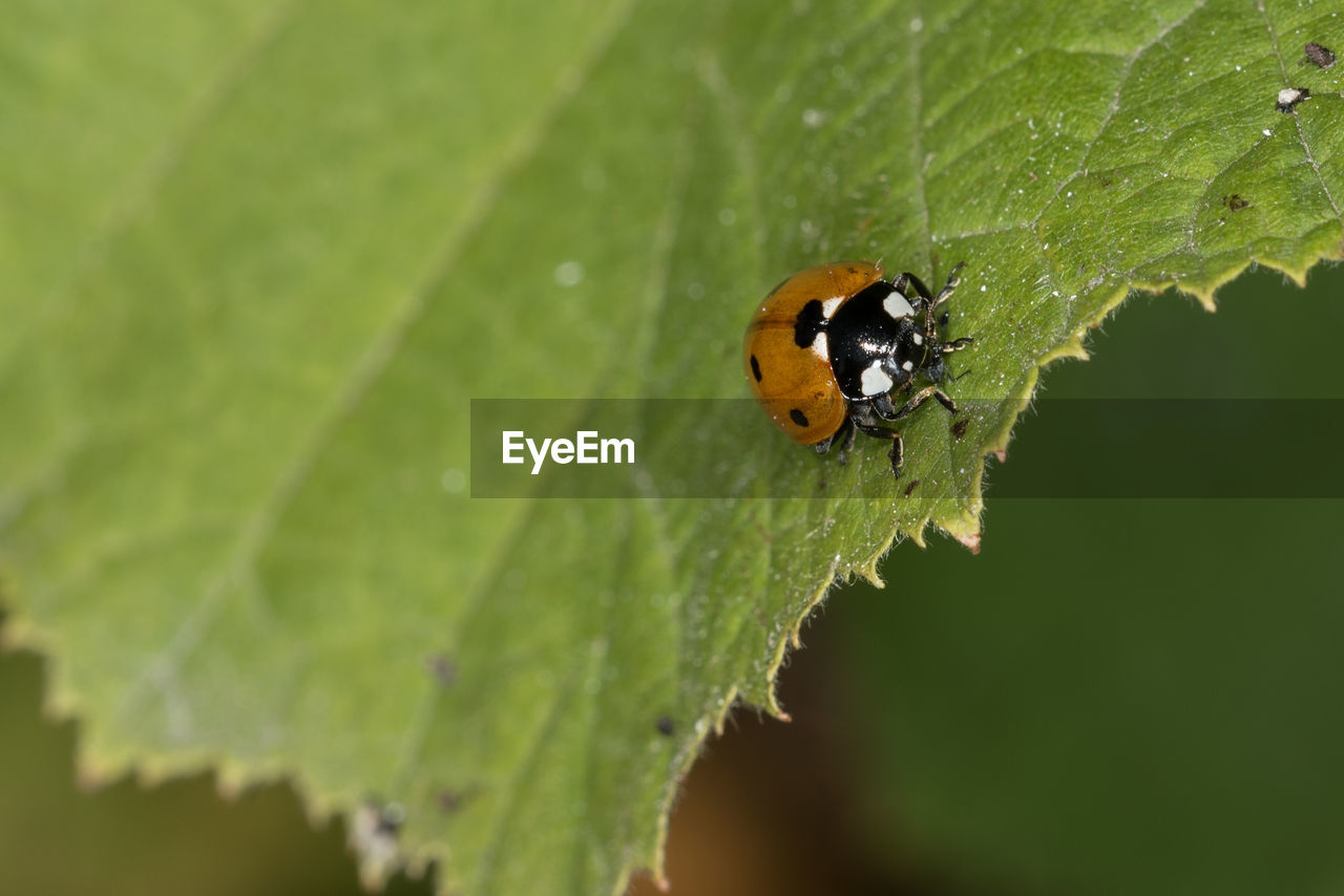 CLOSE-UP OF INSECT ON PLANT