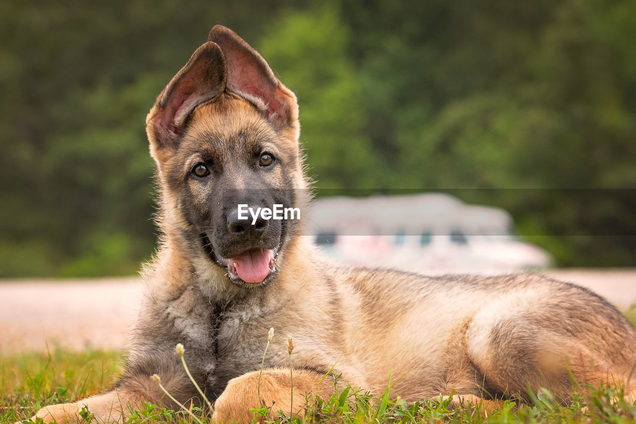 Portrait of dog relaxing on grassy field