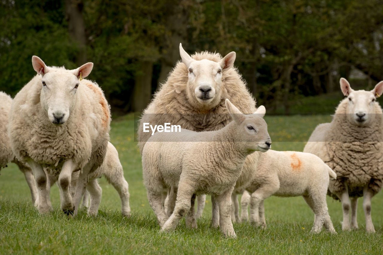PORTRAIT OF SHEEP STANDING ON FIELD