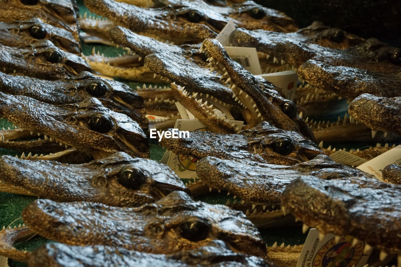 High angle view of alligators heads on table