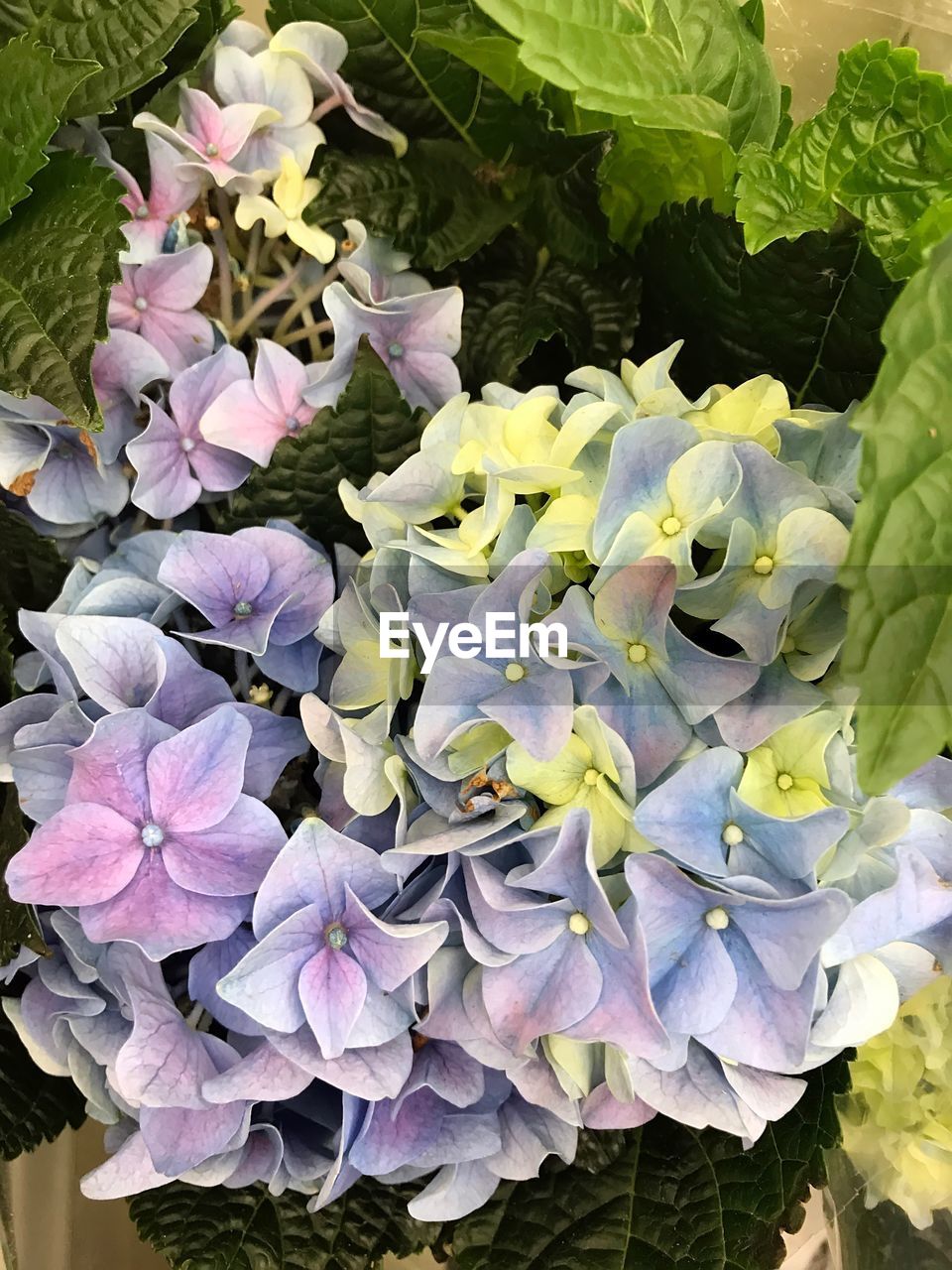 CLOSE-UP OF FRESH FLOWERS IN GARDEN