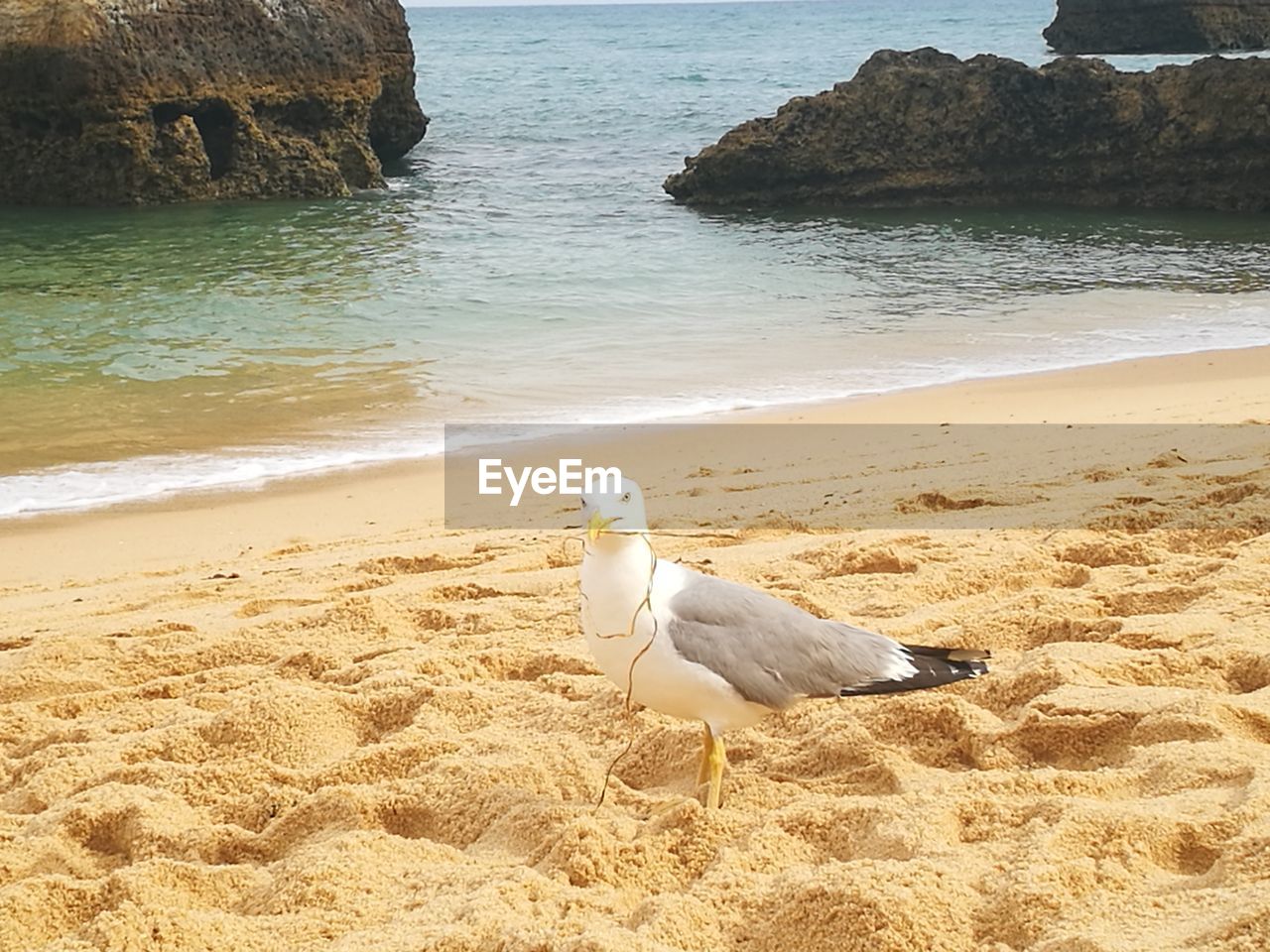 SEAGULL ON BEACH AGAINST SEA