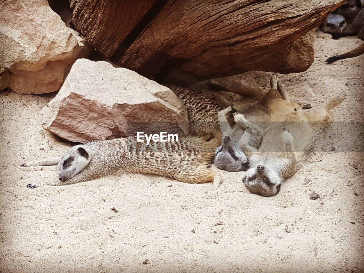 High angle view of meerkats sleeping on sand