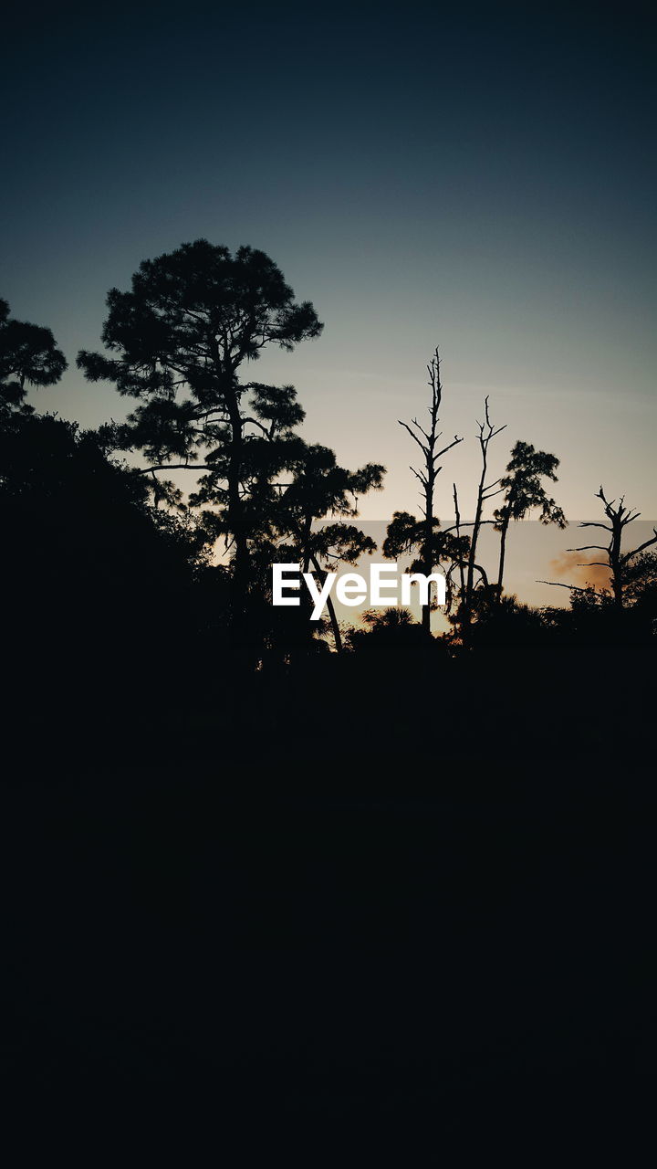 SILHOUETTE TREES AT SUNSET