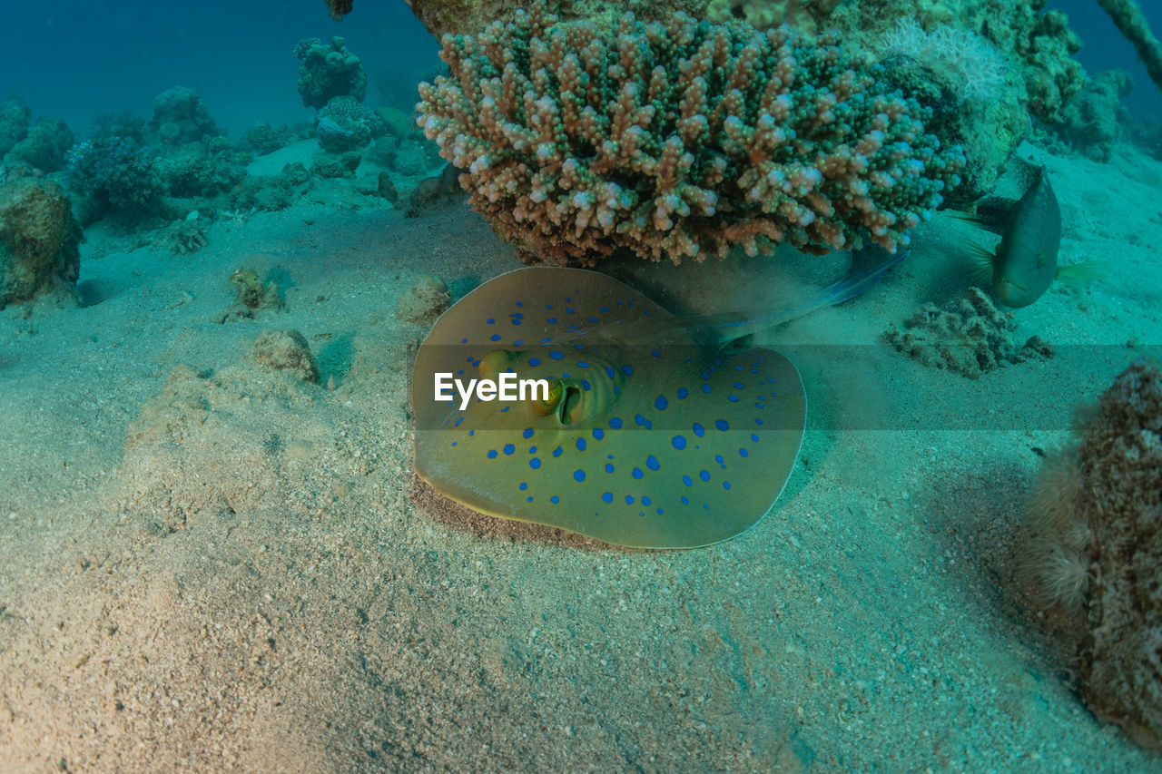 Blue-spotted stingray on the seabed in the red sea