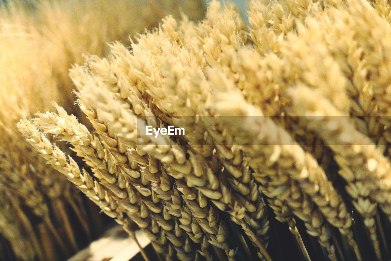 Close-up of cereal plants growing