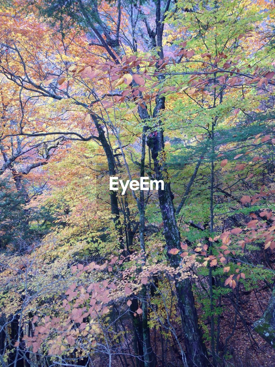 Trees growing in forest during autumn