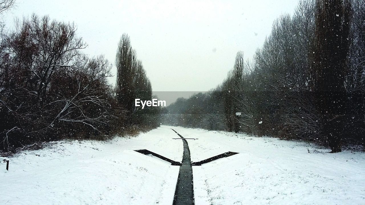 Snow covered trees