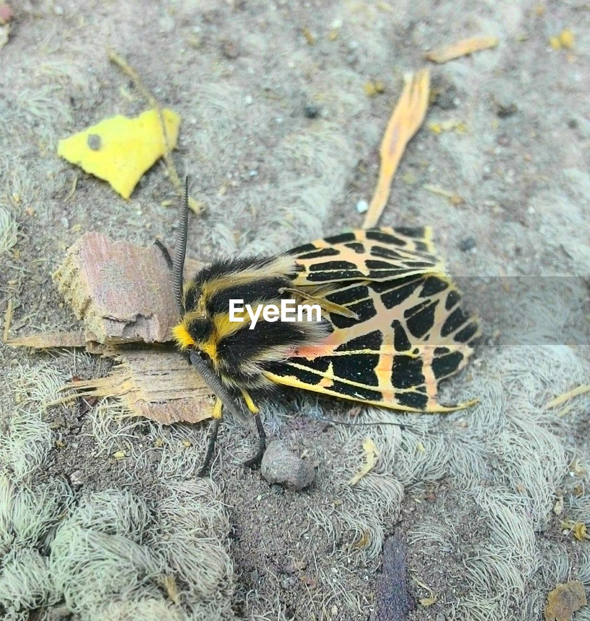 CLOSE-UP OF TURTLE