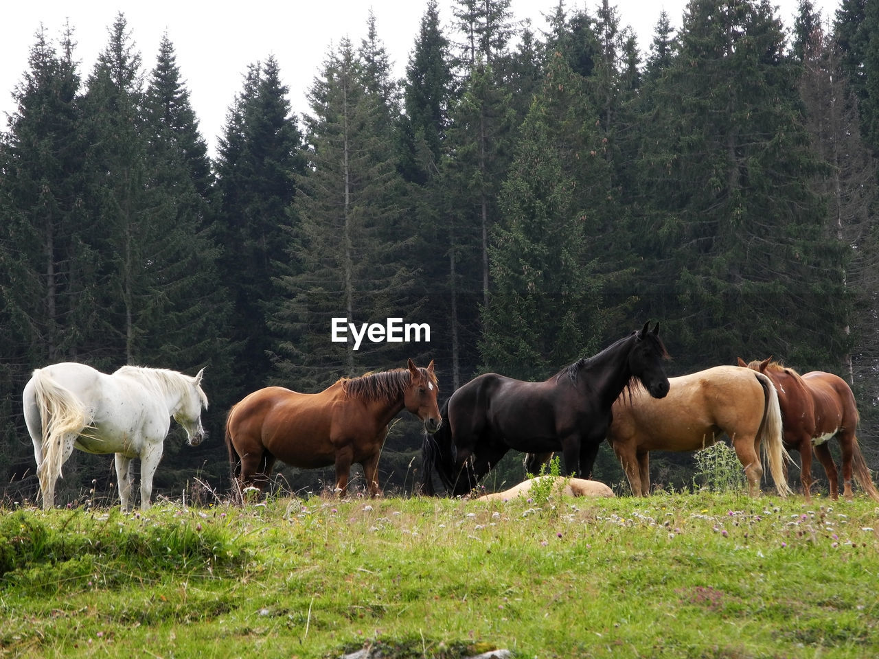 HORSES ON FIELD