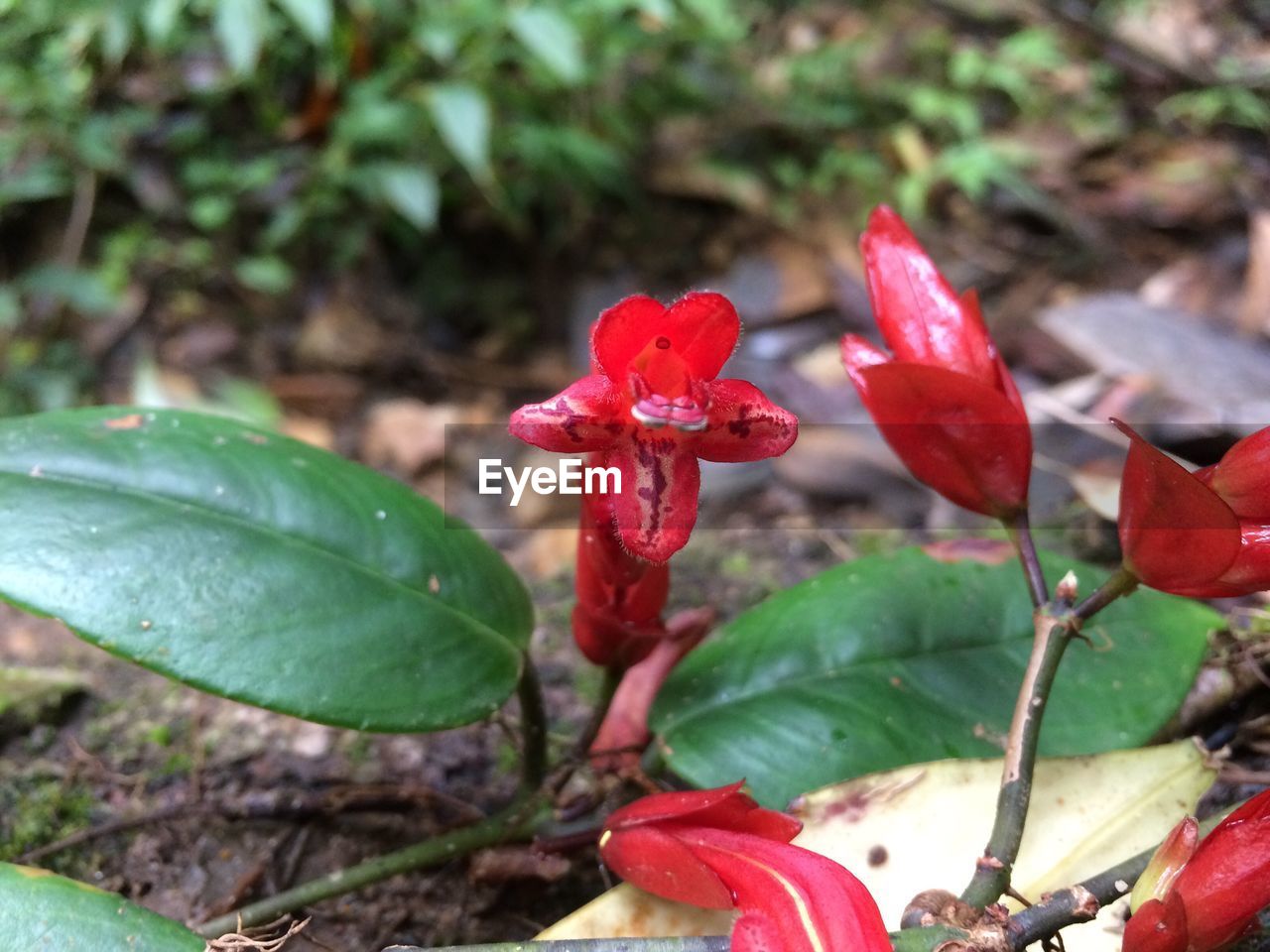 CLOSE-UP OF RED LEAVES