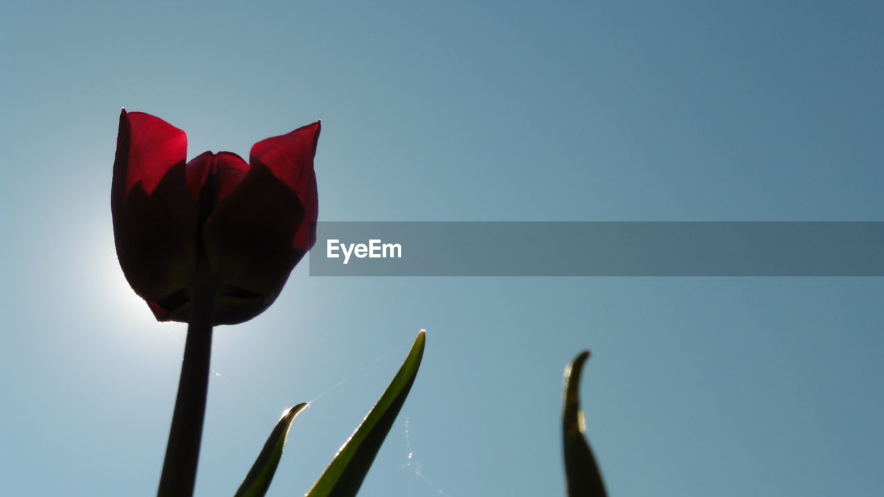 LOW ANGLE VIEW OF RED FLOWER AGAINST SKY