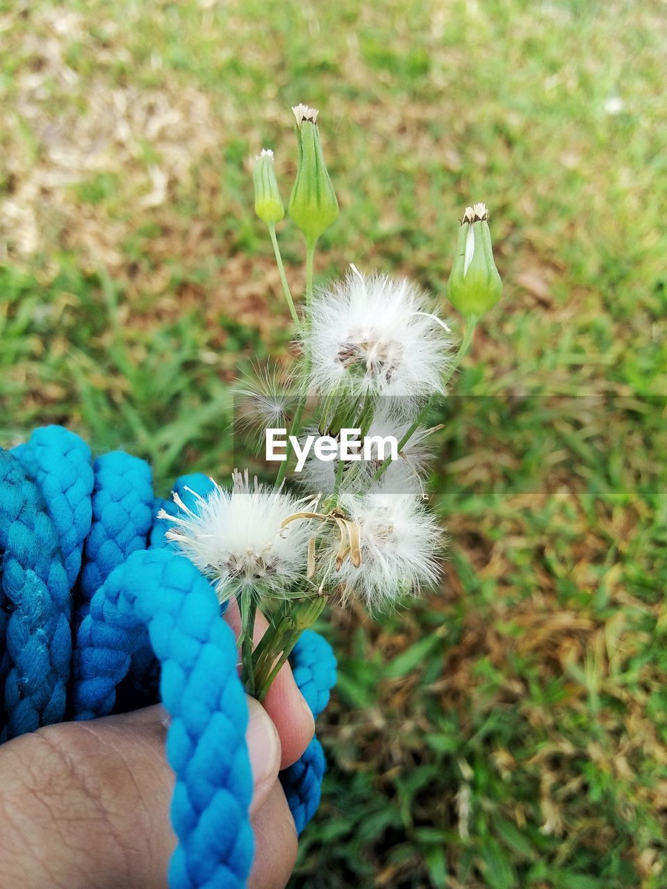 Close-up of dandelion on field