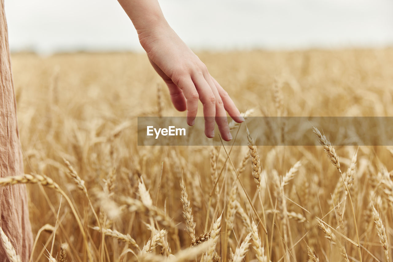 Cropped hand of woman picking crop on field